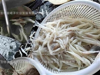 新疆大银鱼养殖基地 新疆博斯腾湖银鱼卵 人工养殖大银鱼鱼苗