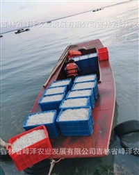 银鱼繁殖中心供应银鱼卵 银鱼卵一亿粒价格 银鱼卵数量计算方法