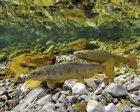 亚东鲑鱼种苗繁育基地 西藏亚东鲑鱼苗价格 亚东鲑鱼人工养场