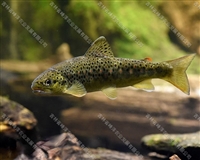 亚东鲑鱼养殖条件 亚东鲑鱼苗繁育基地 西藏亚东鲑鱼卵价格