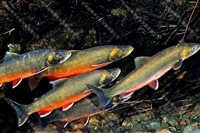 花羔红点鲑鱼苗批发 花羔红点鲑的鱼卵价格 花羔红点鲑鱼苗多钱一斤