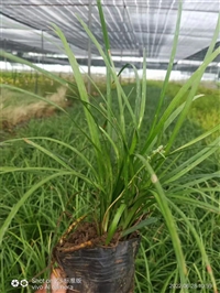 麦冬草厂家 大量供应麦冬草杯苗