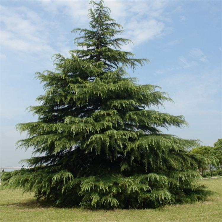 基地供应 雪松 景观造型松 庭院道路旁观赏性列植 绿化工程树苗