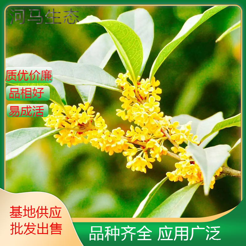 桂花树 绿化工程苗木 园区道路观赏苗 丹桂高杆 规格齐全