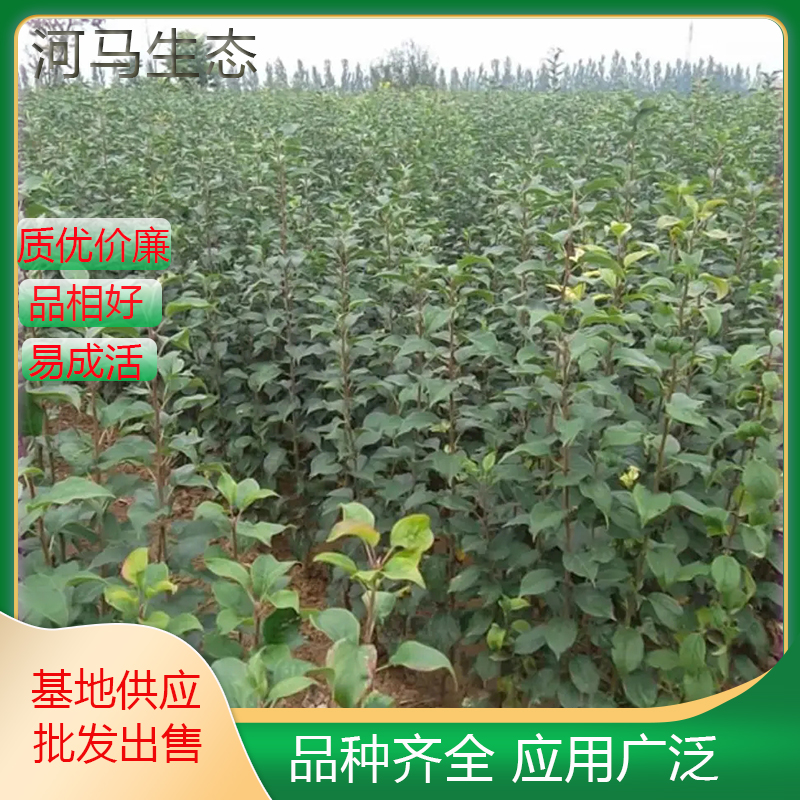 基地供应 垂丝海棠树 街道造景绿化工程苗木 防护树风景树