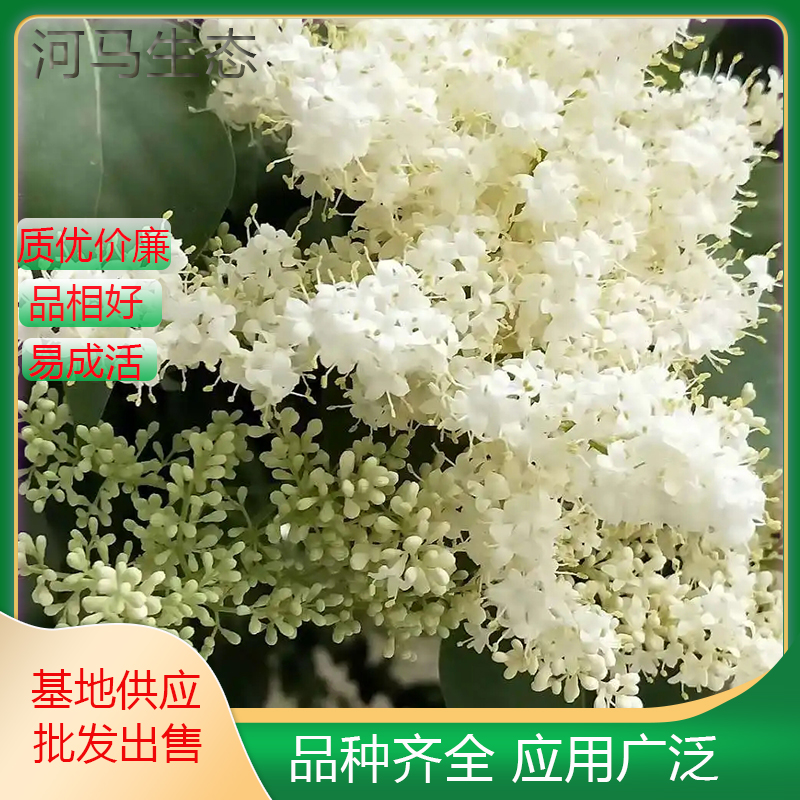 暴马丁香棒棒木 庭院别墅风景树 乡镇园林绿化工程苗木