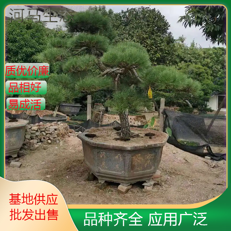 基地现景观造型黑松 绿化工程常景观 庭院公园黑松树