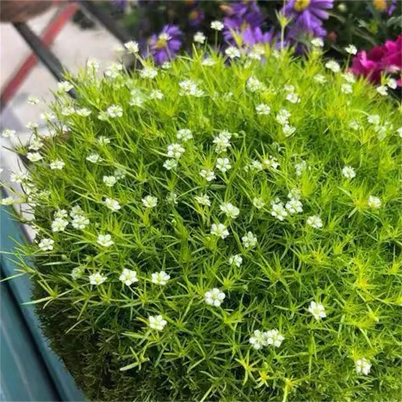 爱尔兰珍珠草 地被护坡植物 地栽草花 景区园林公园花海打造