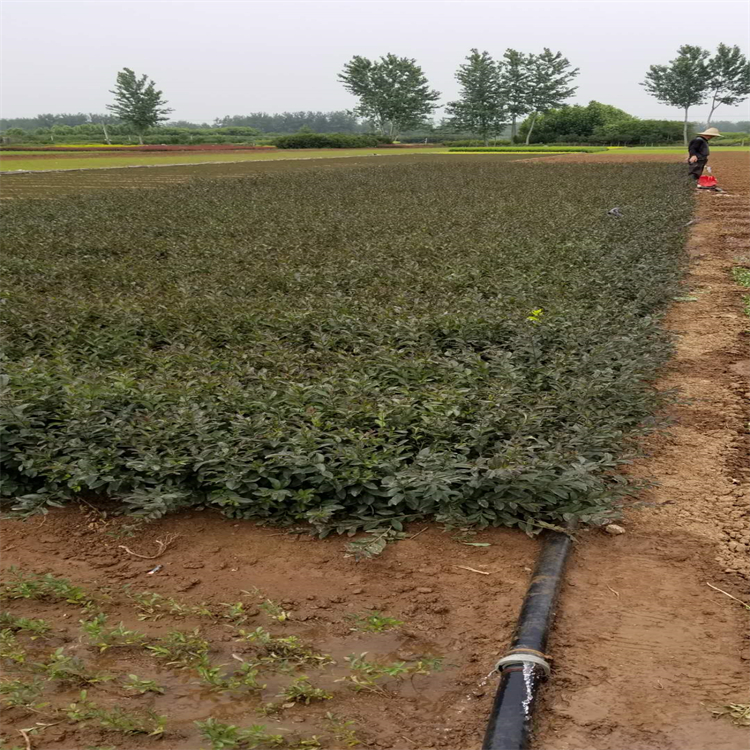 基地供应 水蜡小苗 花坛花镜盆栽地栽 庭院园林绿化工程苗木