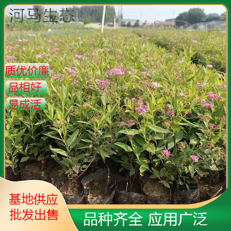 基地落叶灌木 金山绣线菊 庭院小区绿化工程苗木 花坛花镜观赏性植物