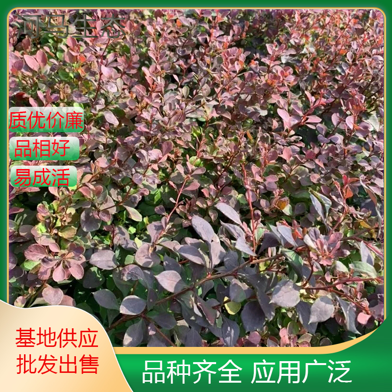 紫叶小檗 四季红绿篱树种红叶小檗 街道庭院绿化工程色块苗