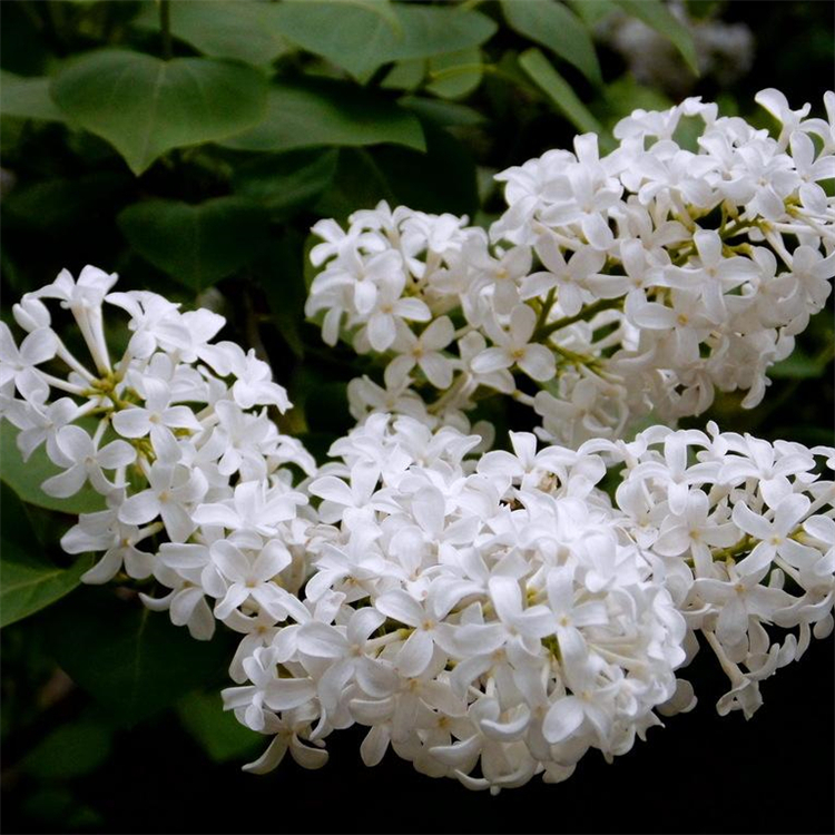 基地供应 白丁香 花海花镜工程打造苗木 园林庭院造景绿化植物