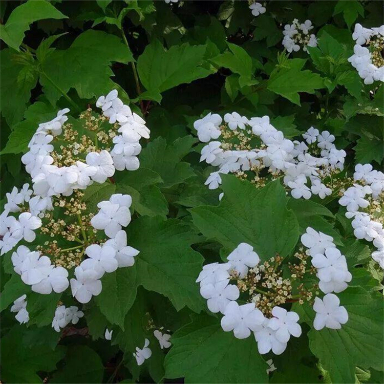 基地供应 天目琼花 规格齐全 庭院种植观赏花卉园林造景工程苗