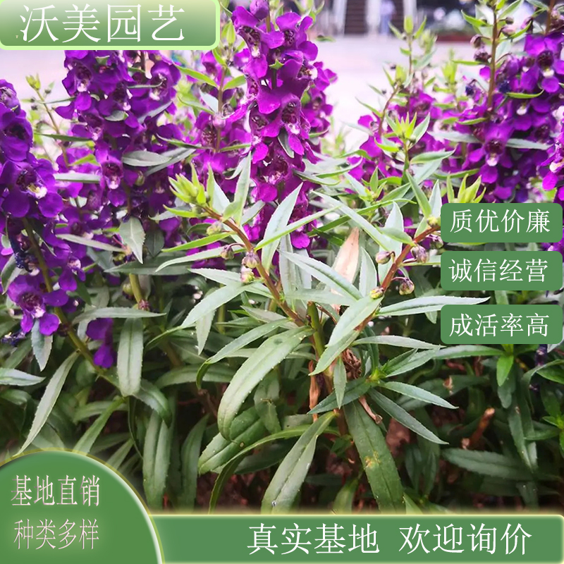 香彩雀 园林风景绿化景观用宿根小苗 花坛花镜花海种植草花