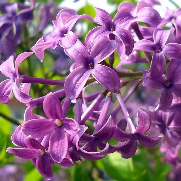 紫丁香球别名百结 情客 龙梢子 花坛花镜花海景观造景工程苗木