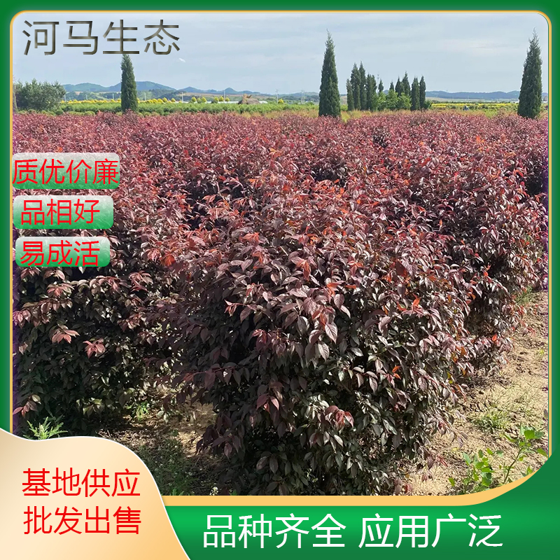 红叶李球 道路庭院景观配植植物红叶李树 景区园林绿化工程苗