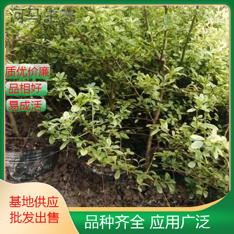 小丑火棘球 花坛花镜观赏配植 庭院园林地栽盆栽绿化工程苗木