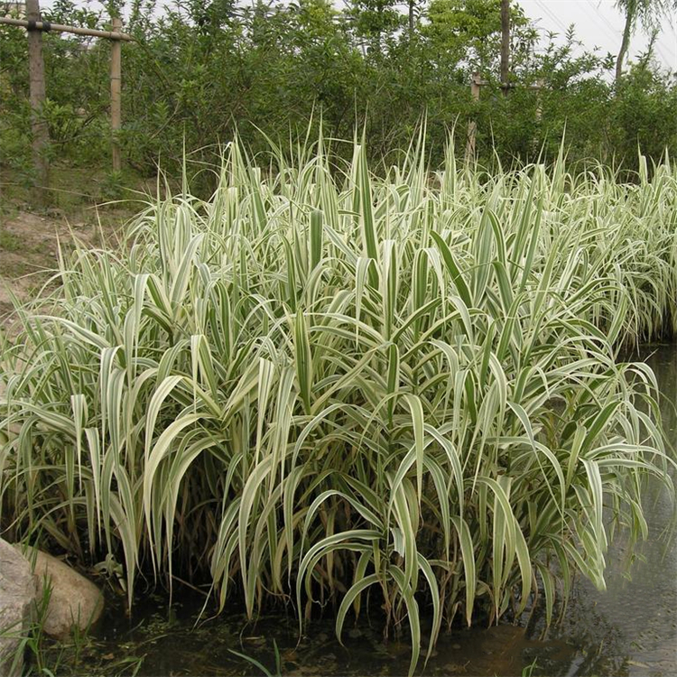 花叶芦竹 水生植物 净化水质 品种齐全 湿地观赏栽植园林绿化苗