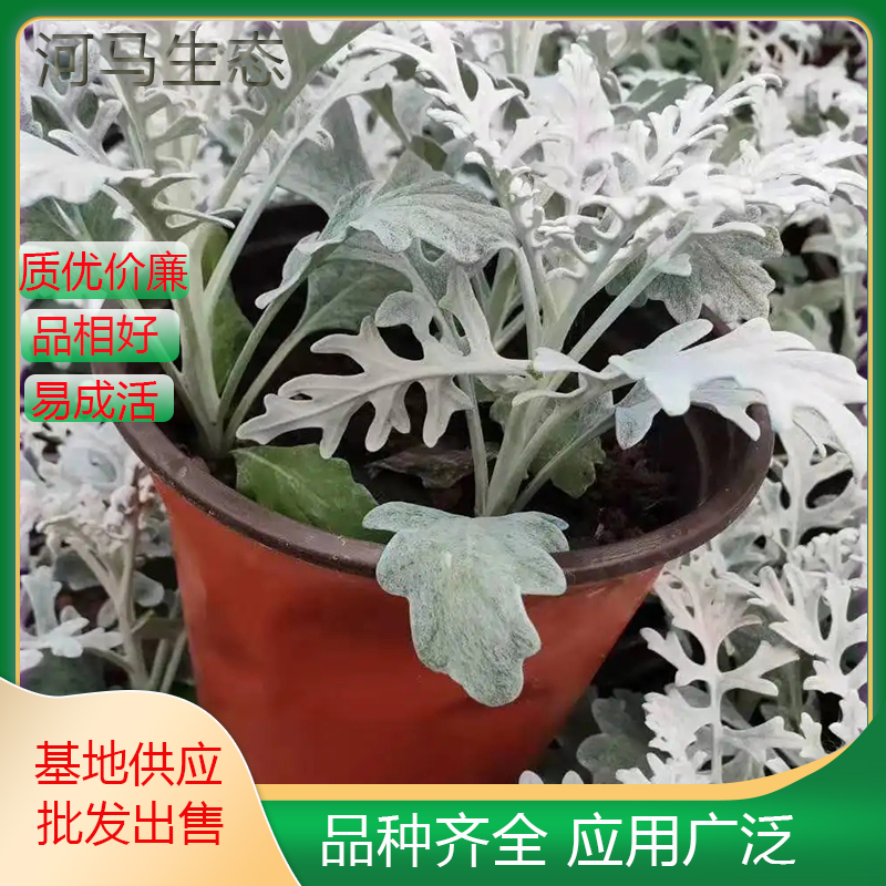 基地供应 银叶菊 花海花坛花镜观叶植物 庭院园林绿化工程苗木