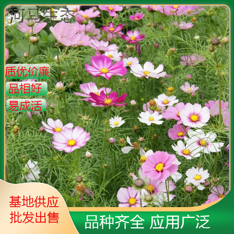 波斯菊小苗 花海花镜花坛观赏性植物 庭院别墅小区园林绿化工程苗木