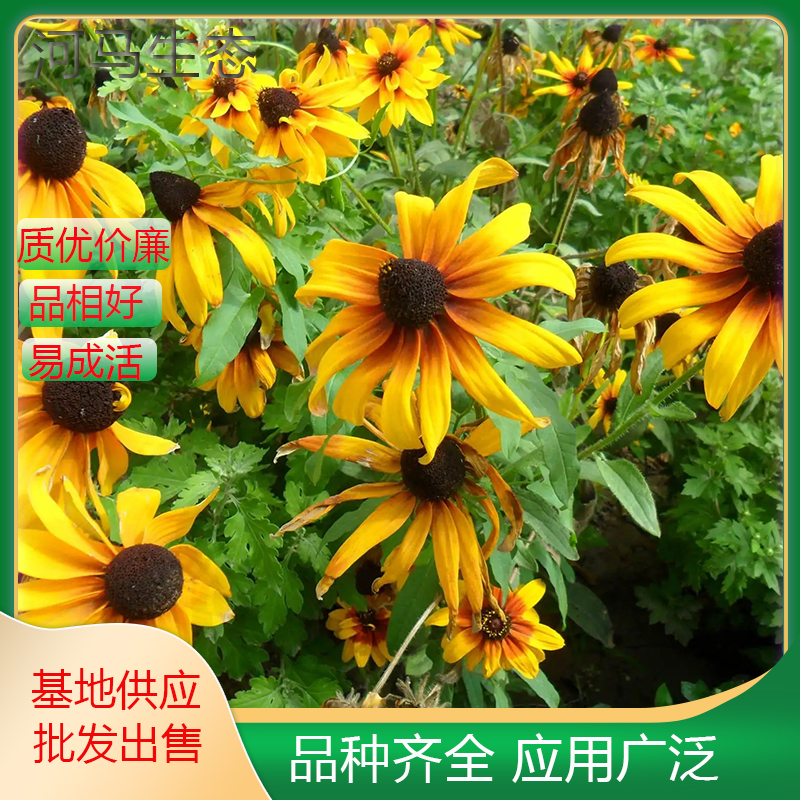 黑心菊小苗 庭院景观市政绿化时令草花 花海花镜花坛地被造景苗