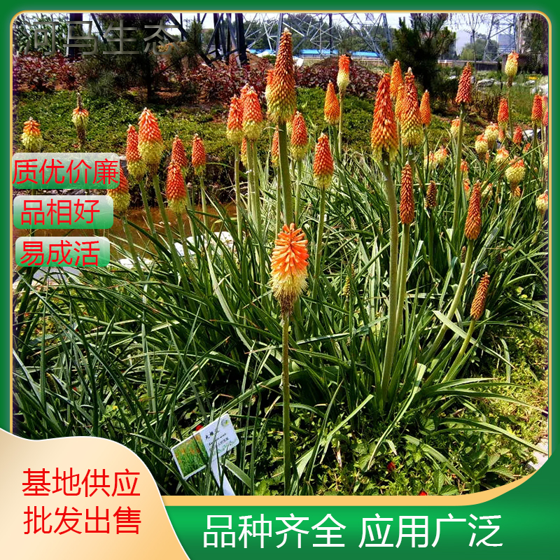 火炬花别名红火棒 火把莲 盆栽小苗种植基地 庭院园林绿化工程苗木