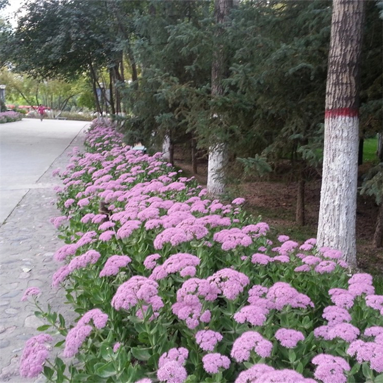 德国景天小苗 花海花镜花坛观赏性植物 庭院别墅公园绿化工程苗