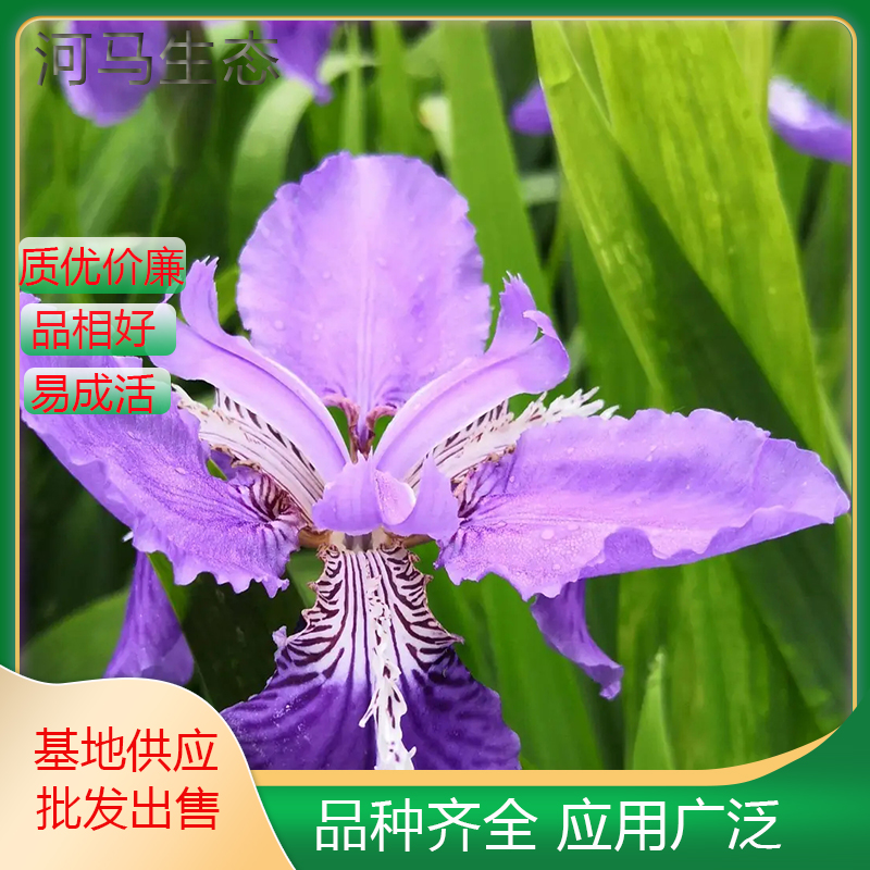 紫花鸢尾别名花菖蒲 花坛花镜种植观赏植物 园林地被绿化工程苗