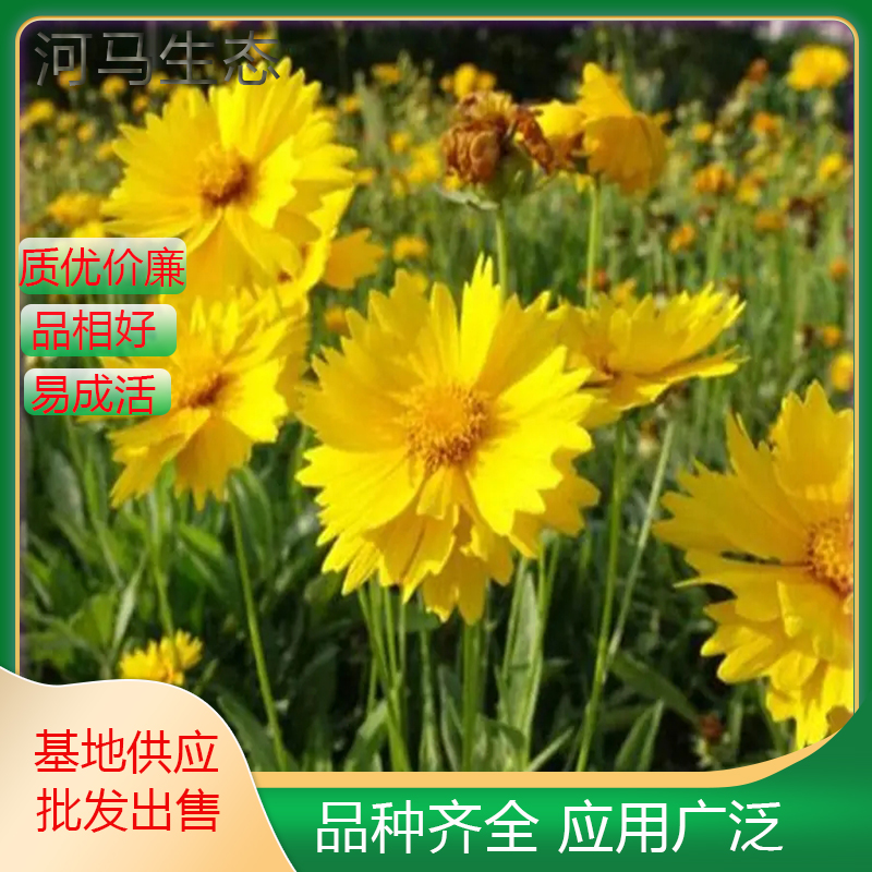 大花金鸡菊小苗 花海花镜花坛观赏性植物 庭院园林绿化工程苗木