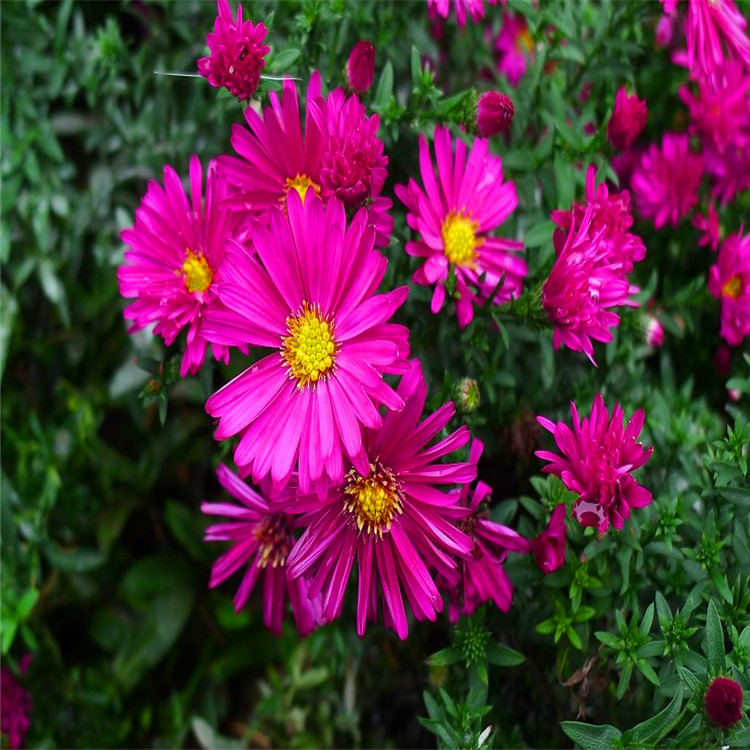 荷兰菊别名荷兰紫菀 花坛花镜花海地被植物 庭院园林绿化工程苗木
