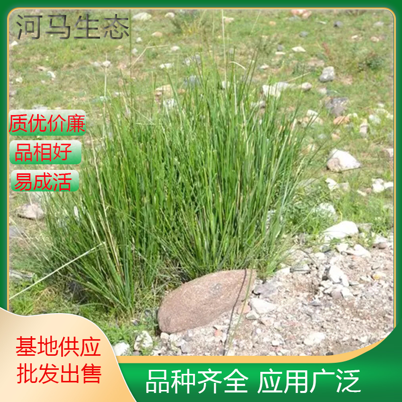 芨芨草别名积机草 棘棘草 庭院别墅绿化工程苗木 花坛镶边配植