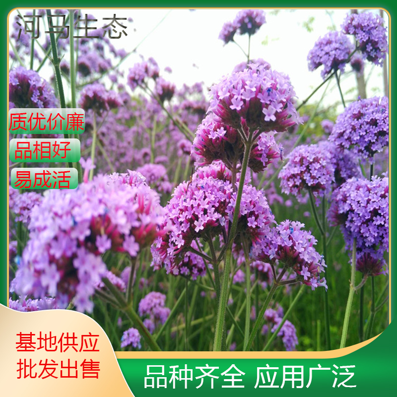 柳叶马鞭草别名龙芽草 风颈草 野荆草 地被观赏性使用 绿化工程苗木