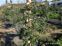 宁夏园艺防草布一亩价格 金银花盖黑地膜 果园遮草抑草地布