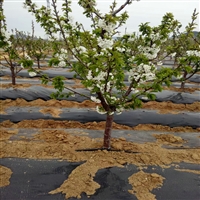 肇庆农用防草布铺法 苹果树铺防草布 柑橘生态农业除草地布