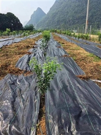 火龙果地除草布 除草布使用年限 柑橘果园防草布铺设时间