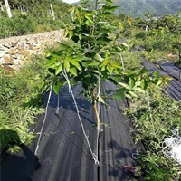 四川草莓园防草布批发 金银花田地铺盖草地布 温室大棚除草地布