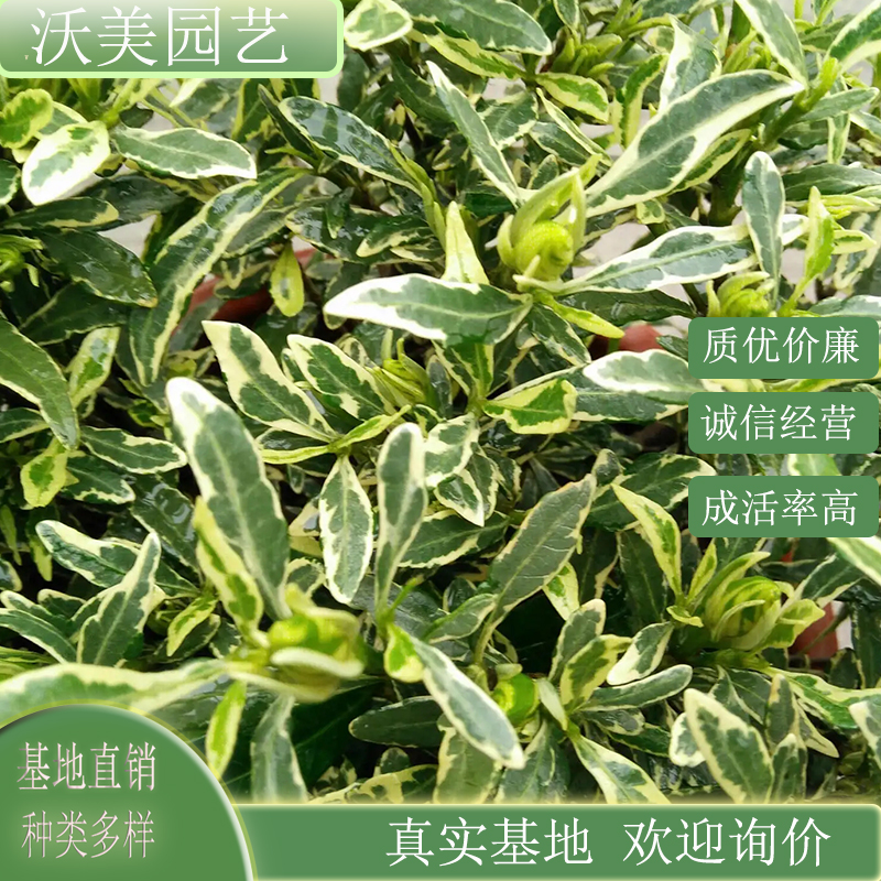 基地供应花叶栀子花 园区公园绿化观赏性花卉 别墅区造景苗