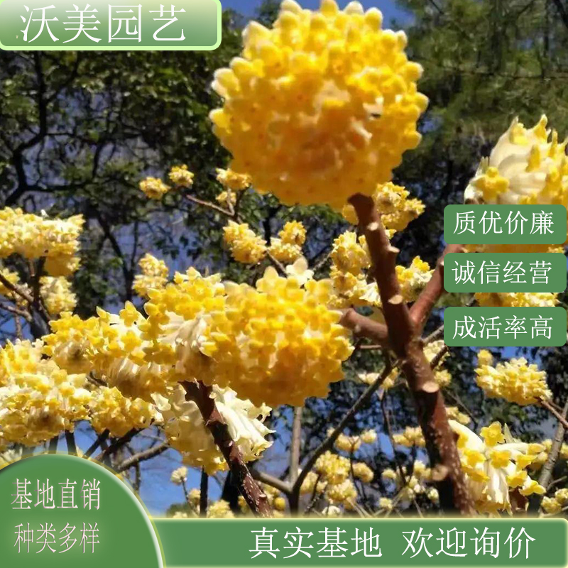 结香花盆栽观赏苗 家香打结花 行道树金腰带 景观绿化栽植