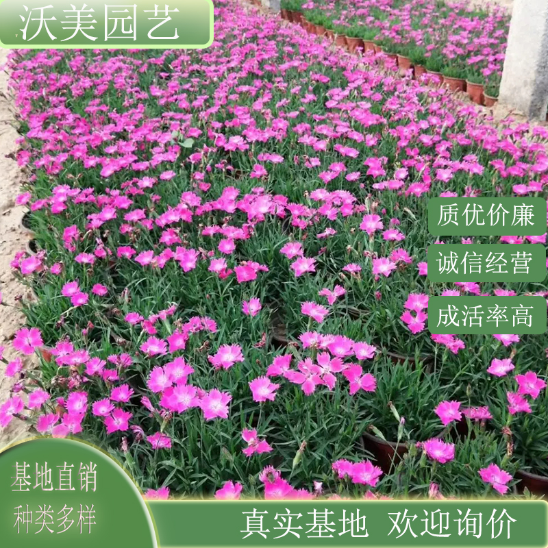 欧石竹 花种植与栽培基地 绿化色块苗 草坪造景观赏性苗