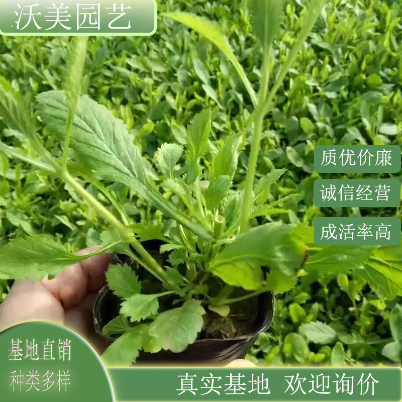 马鞭草 绿化苗 花坛花镜园林种植观赏 地被草花 基地直供