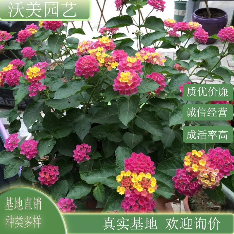 五色梅 盆景 盆栽观赏苗 花色丰富 时令草花 花镜花坛栽植