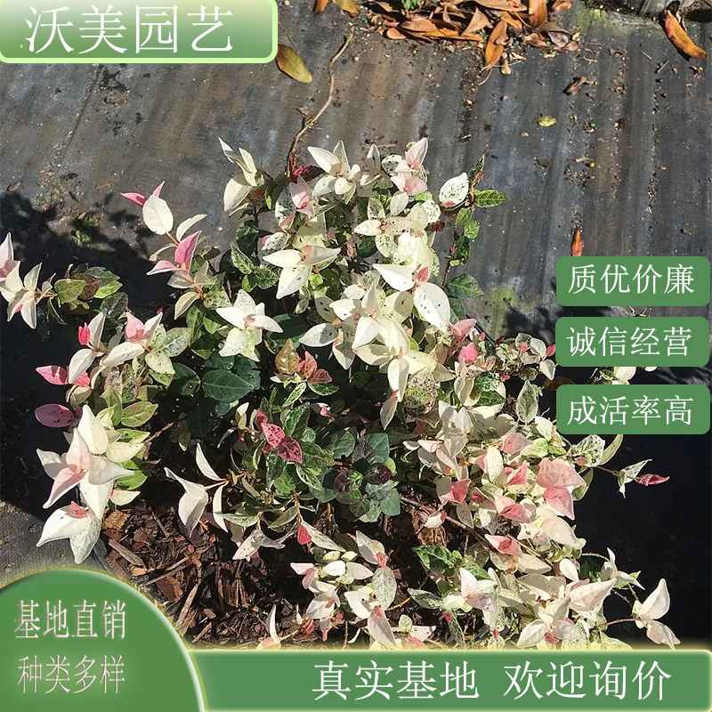 花叶络石 小苗 盆栽观赏绿化 耐寒苗 地被植物栽植工程苗