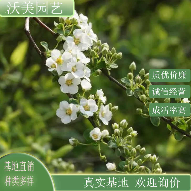 喷雪花苗 别墅庭院小区 绿化种植观赏苗 市政园林景观栽植苗