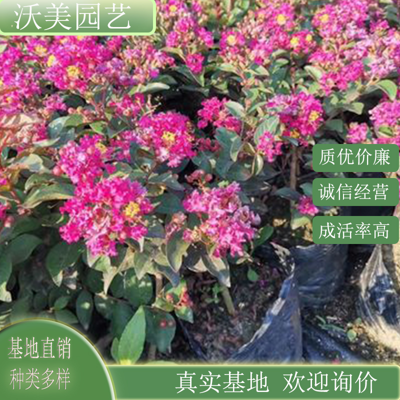 基地供应百丽矮紫薇 庭院盆栽种植 观赏园林绿化造景工程苗