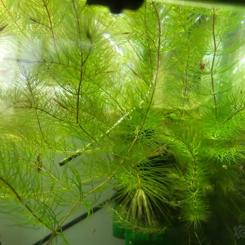 基地供应 金鱼藻别细草 鱼草 沉水植物 池塘河道造景绿化工程苗