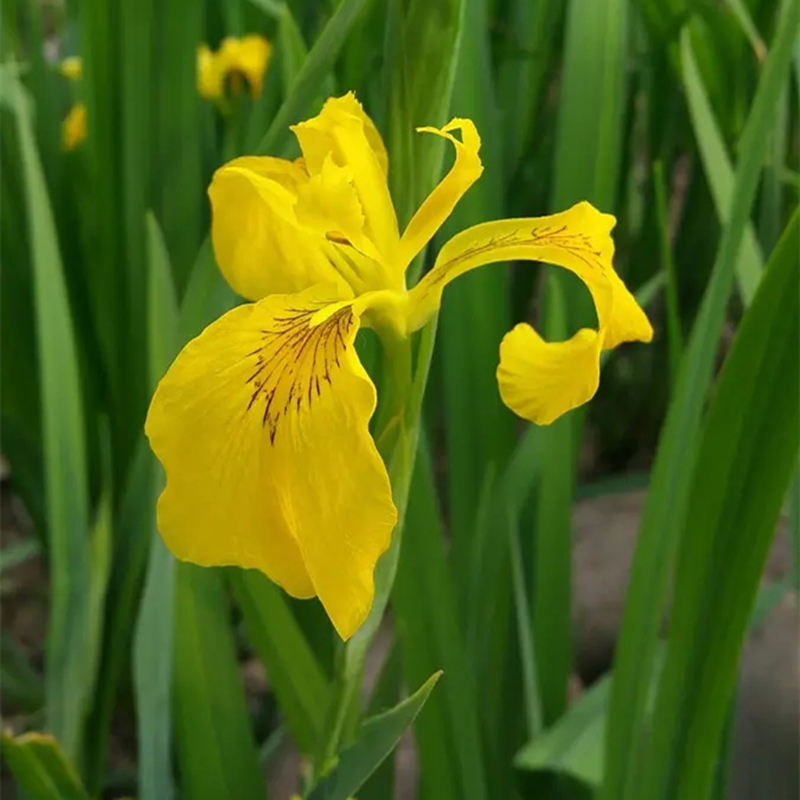 基地供应 黄菖蒲别名水烛 河道岸边造景植物 湿地绿化工程苗木