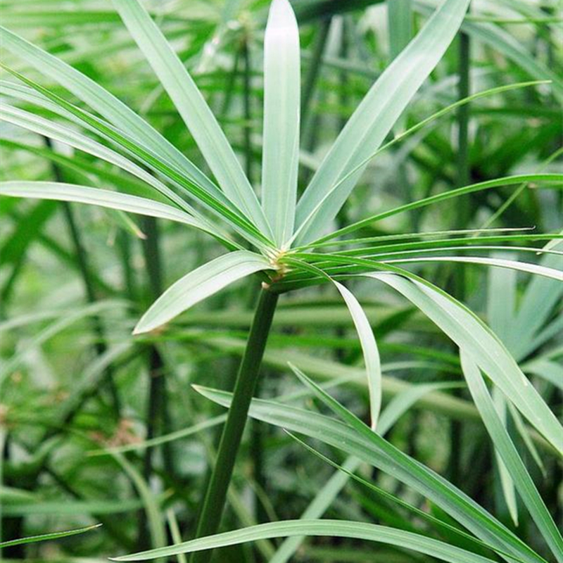 基地供应 风车草别名旱伞草 花坛花镜边缘配植 庭院绿化工程苗