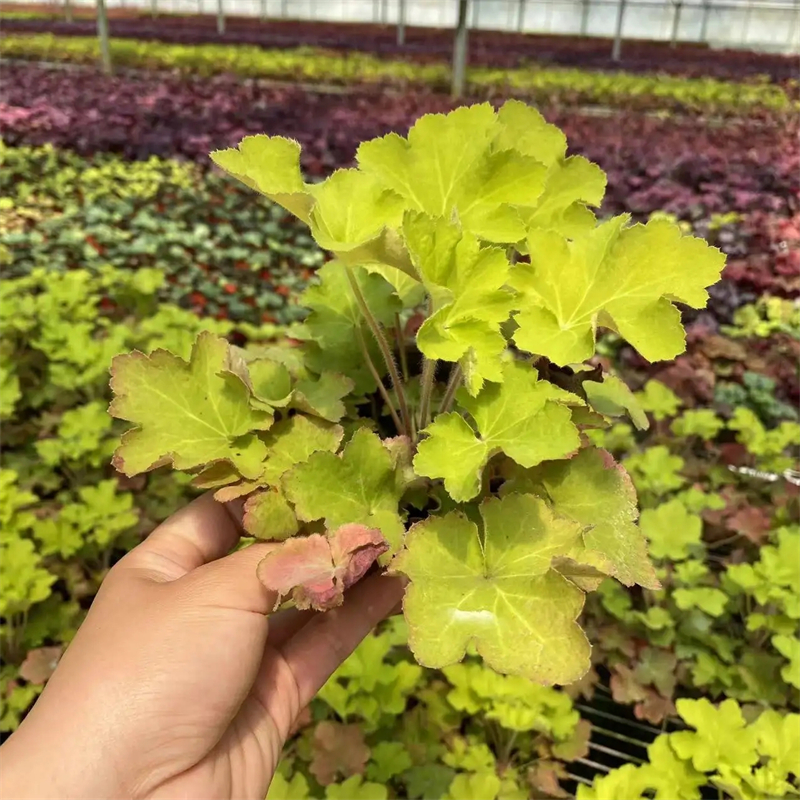 矾根 盆栽 花镜花带景观配置 花坛镶边材料 园林绿化工程苗木