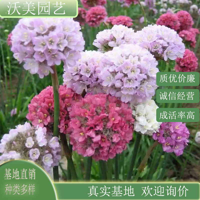 海石竹 花坛花镜景观布置 庭院小区园林公园绿化工程花卉 盆栽苗