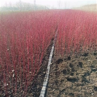 红瑞木种植基地60公分80公分1米高度红瑞木均有货